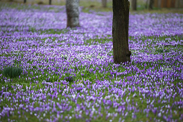 Frühlings-Safran (Crocus vernus)