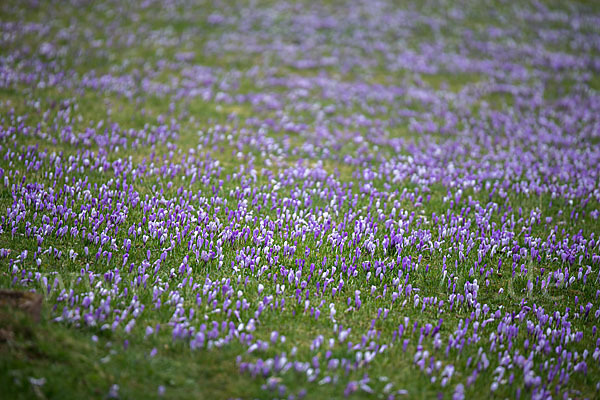 Frühlings-Safran (Crocus vernus)