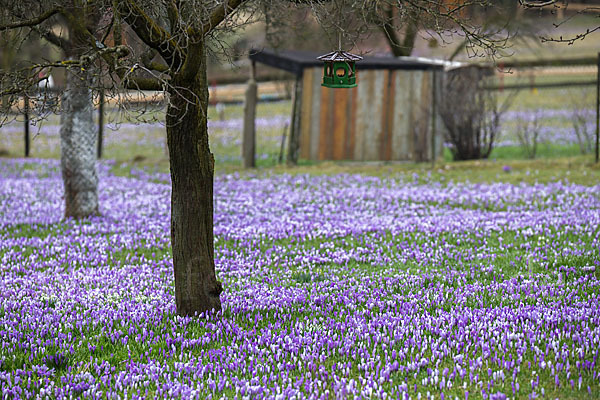 Frühlings-Safran (Crocus vernus)