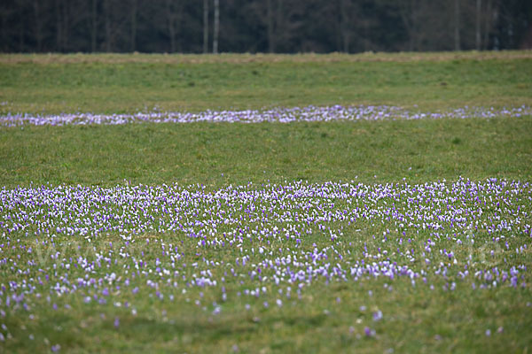 Frühlings-Safran (Crocus vernus)