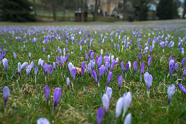 Frühlings-Safran (Crocus vernus)