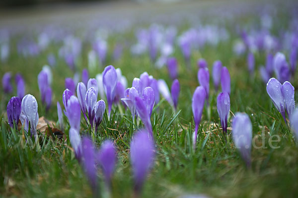 Frühlings-Safran (Crocus vernus)