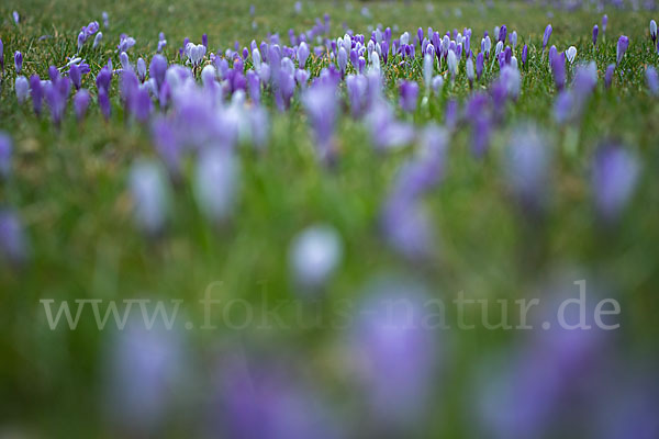 Frühlings-Safran (Crocus vernus)