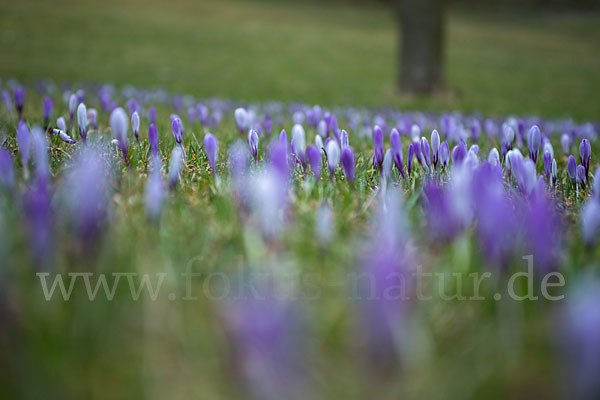 Frühlings-Safran (Crocus vernus)