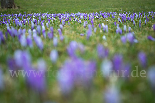 Frühlings-Safran (Crocus vernus)