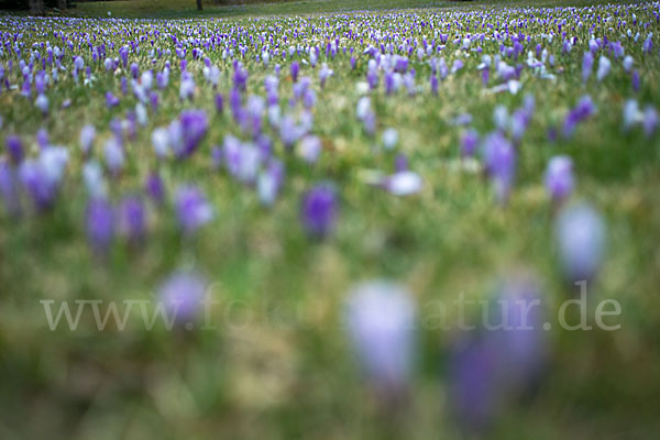 Frühlings-Safran (Crocus vernus)