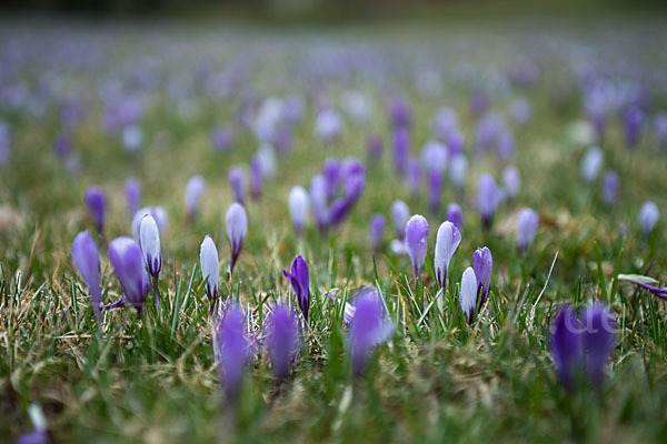 Frühlings-Safran (Crocus vernus)