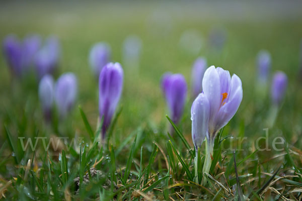 Frühlings-Safran (Crocus vernus)