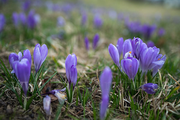 Frühlings-Safran (Crocus vernus)