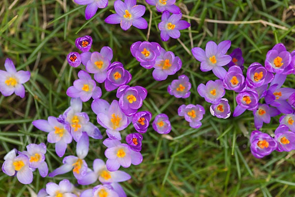 Frühlings-Safran (Crocus vernus)