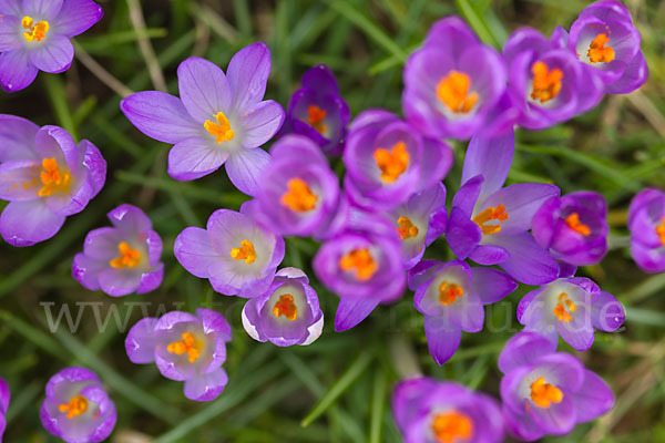 Frühlings-Safran (Crocus vernus)