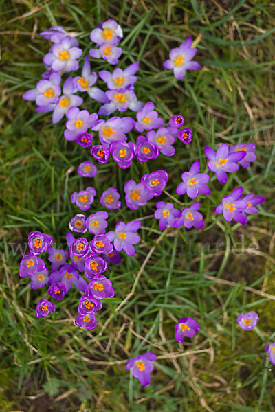 Frühlings-Safran (Crocus vernus)