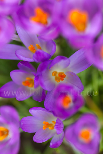 Frühlings-Safran (Crocus vernus)