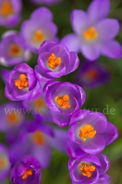 Frühlings-Safran (Crocus vernus)