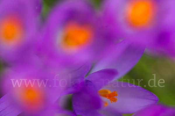 Frühlings-Safran (Crocus vernus)