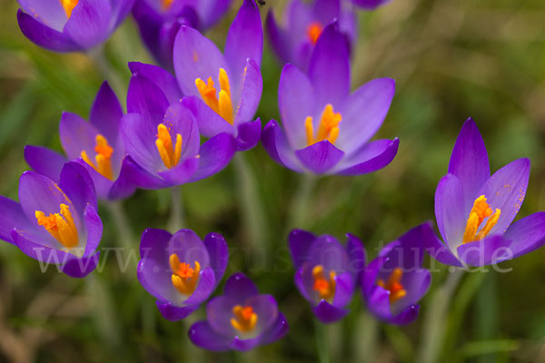 Frühlings-Safran (Crocus vernus)