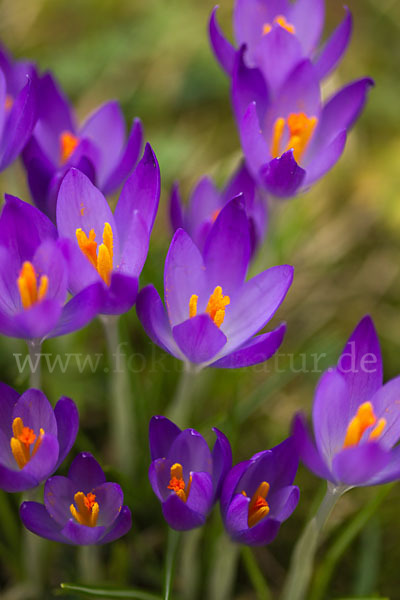 Frühlings-Safran (Crocus vernus)