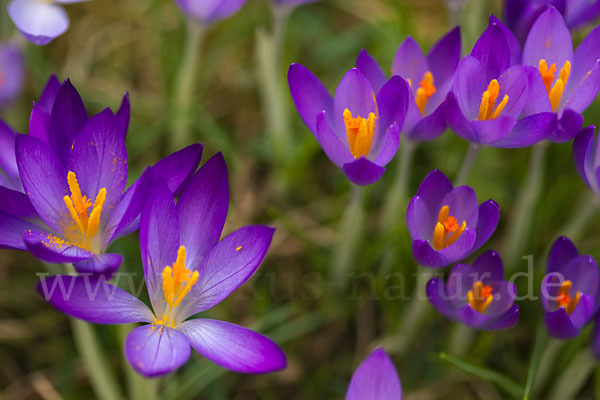 Frühlings-Safran (Crocus vernus)