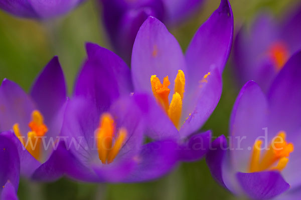 Frühlings-Safran (Crocus vernus)