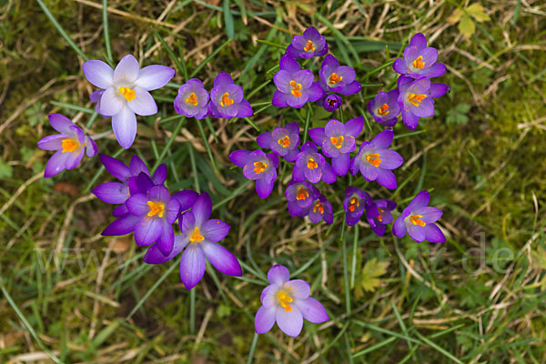 Frühlings-Safran (Crocus vernus)