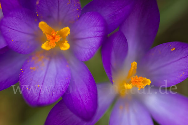 Frühlings-Safran (Crocus vernus)