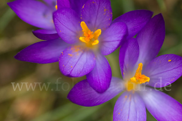 Frühlings-Safran (Crocus vernus)