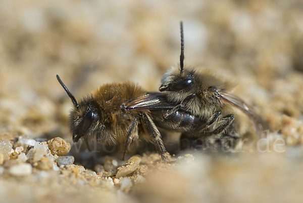 Frühlings-Seidenbiene (Colletes cunicularius)