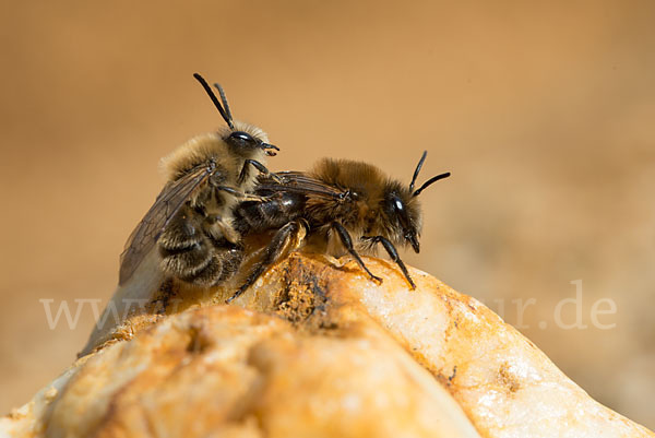 Frühlings-Seidenbiene (Colletes cunicularius)