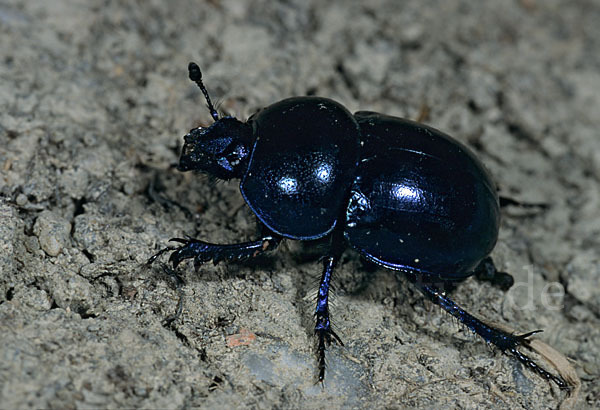 Frühlingsmistkäfer (Geotrupes vernalis)