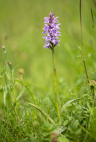 Fuchs Knabenkraut (Dactylorhiza fuchsii)