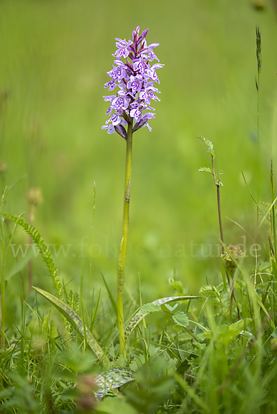 Fuchs Knabenkraut (Dactylorhiza fuchsii)