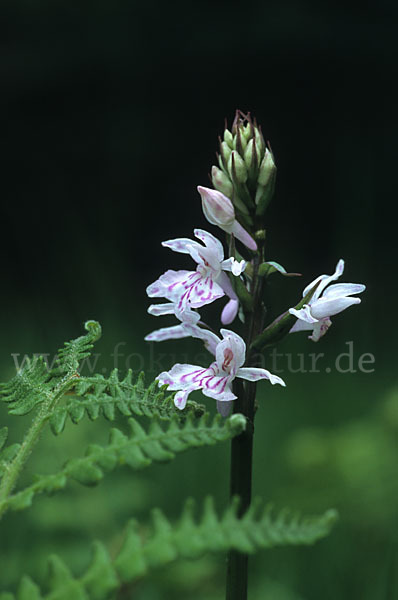 Fuchs Knabenkraut (Dactylorhiza fuchsii)