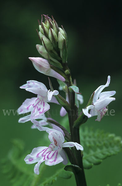 Fuchs Knabenkraut (Dactylorhiza fuchsii)