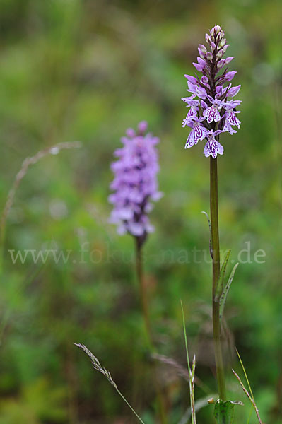 Fuchs Knabenkraut (Dactylorhiza fuchsii)