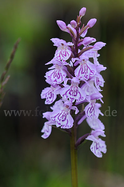 Fuchs Knabenkraut (Dactylorhiza fuchsii)