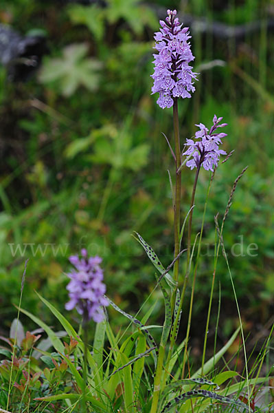 Fuchs Knabenkraut (Dactylorhiza fuchsii)