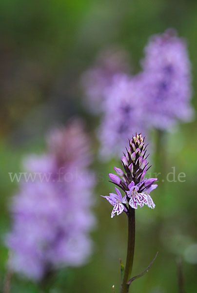 Fuchs Knabenkraut (Dactylorhiza fuchsii)