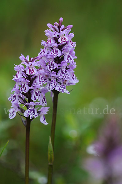 Fuchs Knabenkraut (Dactylorhiza fuchsii)