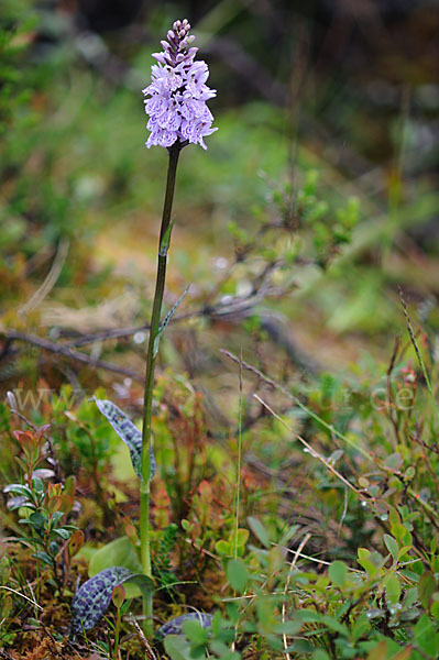 Fuchs Knabenkraut (Dactylorhiza fuchsii)