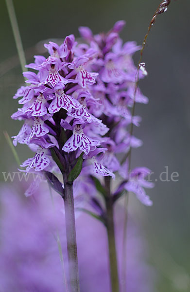 Fuchs Knabenkraut (Dactylorhiza fuchsii)