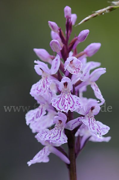 Fuchs Knabenkraut (Dactylorhiza fuchsii)