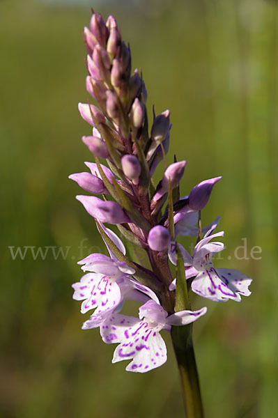 Fuchs Knabenkraut (Dactylorhiza fuchsii)