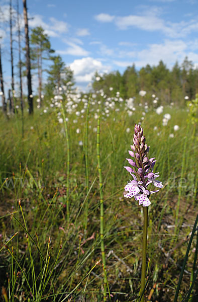 Fuchs Knabenkraut (Dactylorhiza fuchsii)