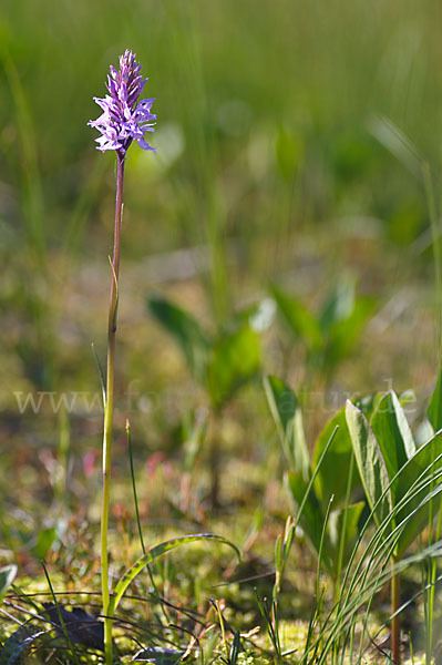 Fuchs Knabenkraut (Dactylorhiza fuchsii)