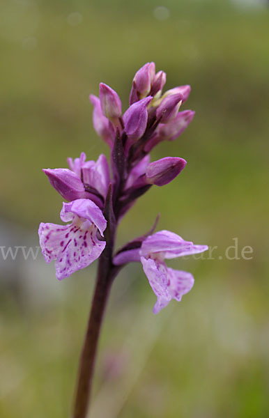 Fuchs Knabenkraut (Dactylorhiza fuchsii)