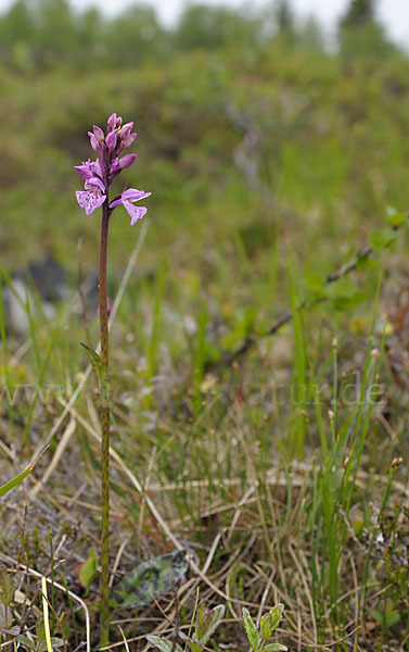 Fuchs Knabenkraut (Dactylorhiza fuchsii)