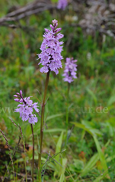 Fuchs Knabenkraut (Dactylorhiza fuchsii)