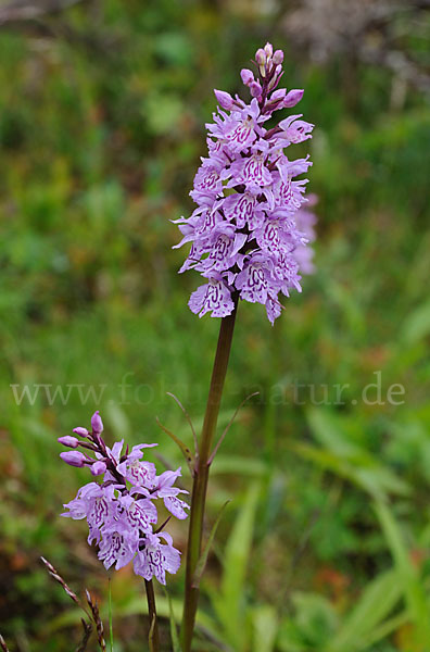 Fuchs Knabenkraut (Dactylorhiza fuchsii)