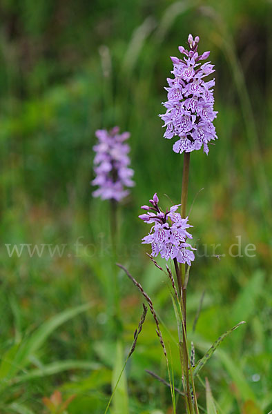 Fuchs Knabenkraut (Dactylorhiza fuchsii)