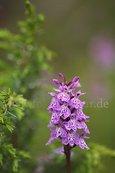 Fuchs Knabenkraut (Dactylorhiza fuchsii)